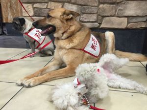 P4P dogs Sofia, Max & Annie laying on the ground at the Reno Tahoe International Airport