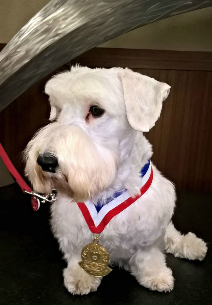 Jasper - Distinguished Therapy Dog Award